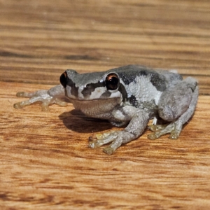 Litoria quiritatus at QPRC LGA - 6 Apr 2024 07:37 PM