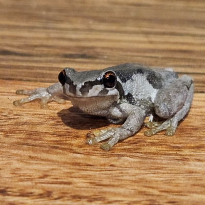 Litoria quiritatus (Screaming Tree Frog) at Braidwood, NSW - 6 Apr 2024 by MatthewFrawley