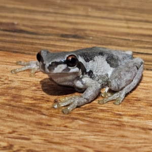 Litoria quiritatus at QPRC LGA - 6 Apr 2024 07:37 PM