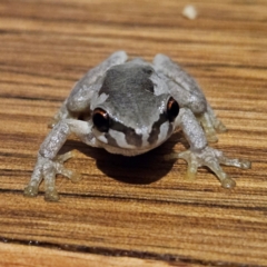 Litoria quiritatus at QPRC LGA - 6 Apr 2024 07:37 PM