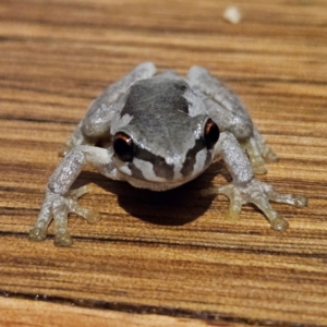 Litoria quiritatus at QPRC LGA - 6 Apr 2024