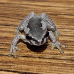 Litoria quiritatus at QPRC LGA - 6 Apr 2024 07:37 PM