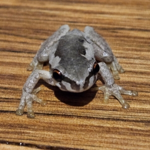 Litoria quiritatus at QPRC LGA - 6 Apr 2024