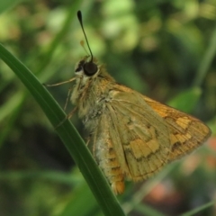 Ocybadistes walkeri (Green Grass-dart) at Flynn, ACT - 31 Mar 2024 by Christine