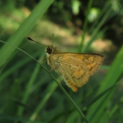 Ocybadistes walkeri at Flynn, ACT - 31 Mar 2024