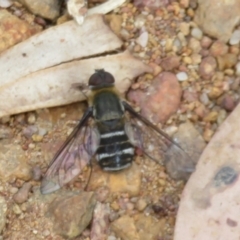 Villa sp. (genus) (Unidentified Villa bee fly) at Hall, ACT - 3 Apr 2024 by Christine