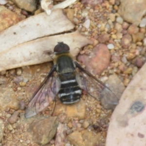 Villa sp. (genus) at Hall, ACT - 3 Apr 2024 02:26 PM