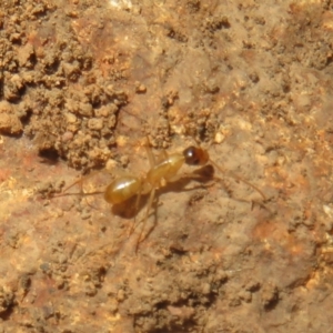 Camponotus claripes at Hall, ACT - 3 Apr 2024