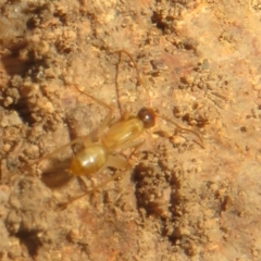 Camponotus claripes at Hall, ACT - 3 Apr 2024 02:34 PM