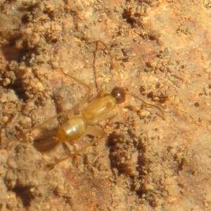 Camponotus claripes at Hall, ACT - 3 Apr 2024 02:34 PM