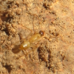 Camponotus claripes at Hall, ACT - 3 Apr 2024