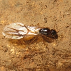 Camponotus claripes at Hall, ACT - 3 Apr 2024