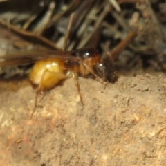 Camponotus claripes at Hall, ACT - 3 Apr 2024