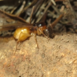 Camponotus claripes at Hall, ACT - 3 Apr 2024 02:34 PM