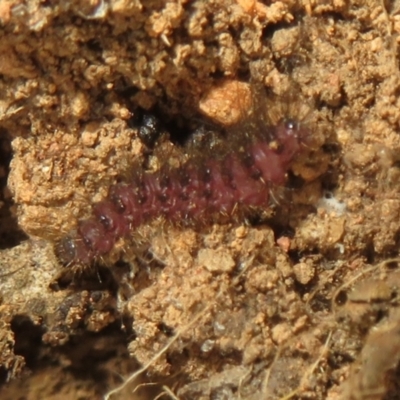 Lepidoptera unclassified IMMATURE (caterpillar or pupa or cocoon) at Hall, ACT - 3 Apr 2024 by Christine