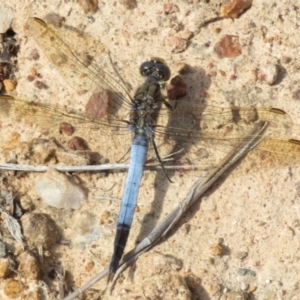 Orthetrum caledonicum at Hall, ACT - 3 Apr 2024 02:49 PM