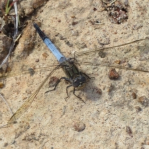 Orthetrum caledonicum at Hall, ACT - 3 Apr 2024 02:49 PM