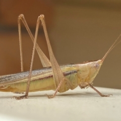 Conocephalus semivittatus (Meadow katydid) at Jerrabomberra, NSW - 6 Apr 2024 by SteveBorkowskis