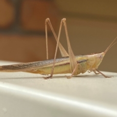 Conocephalus semivittatus at QPRC LGA - suppressed