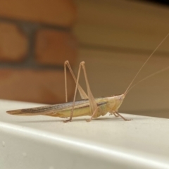 Conocephalus semivittatus at QPRC LGA - 6 Apr 2024