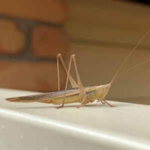 Conocephalus semivittatus at QPRC LGA - suppressed