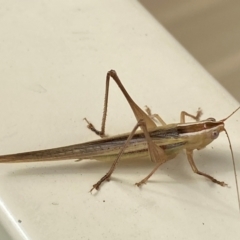 Conocephalus semivittatus at QPRC LGA - suppressed