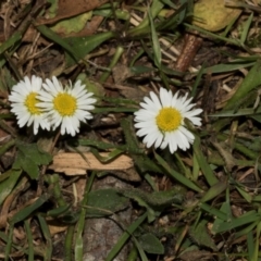 Bellis perennis (Lawn Daisy, English Daisy) at Smithton, TAS - 10 Feb 2024 by AlisonMilton