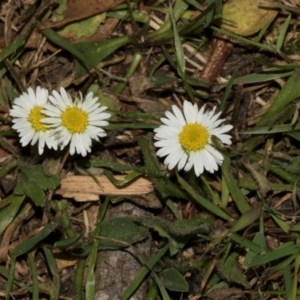 Bellis perennis at Smithton, TAS - 10 Feb 2024 04:25 PM