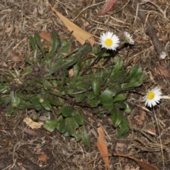 Bellis perennis at Smithton, TAS - 10 Feb 2024 04:25 PM