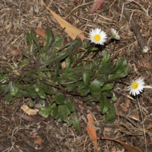 Bellis perennis at Smithton, TAS - 10 Feb 2024