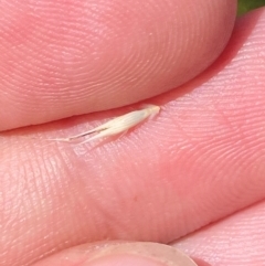 Rytidosperma penicillatum at Namadgi National Park - 17 Feb 2024