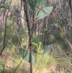 Acacia penninervis var. penninervis (Hickory Wattle) at Kambah, ACT - 23 Feb 2024 by Tapirlord