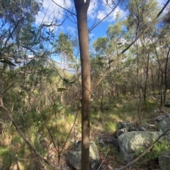 Acacia penninervis var. penninervis at Mount Taylor - 24 Feb 2024
