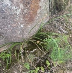 Lepidosperma laterale (Variable Sword Sedge) at Mount Taylor - 24 Feb 2024 by Tapirlord