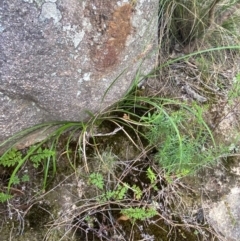 Lepidosperma laterale at Mount Taylor - 24 Feb 2024