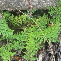 Cheilanthes austrotenuifolia (Rock Fern) at Kambah, ACT - 23 Feb 2024 by Tapirlord