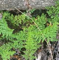 Cheilanthes austrotenuifolia (Rock Fern) at Mount Taylor - 24 Feb 2024 by Tapirlord