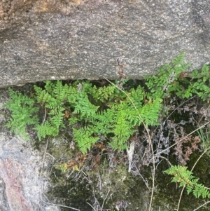 Cheilanthes austrotenuifolia at Mount Taylor - 24 Feb 2024
