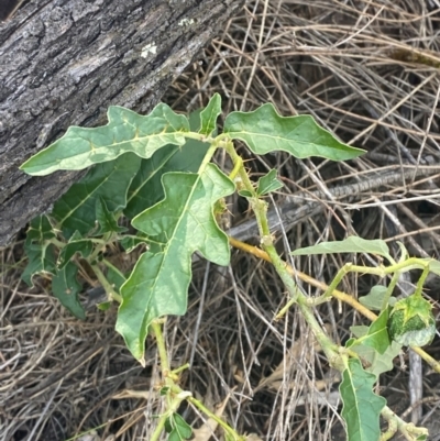 Solanum cinereum (Narrawa Burr) at Kambah, ACT - 23 Feb 2024 by Tapirlord