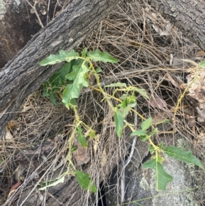 Solanum cinereum at Mount Taylor - 24 Feb 2024