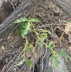 Solanum cinereum at Mount Taylor - 24 Feb 2024