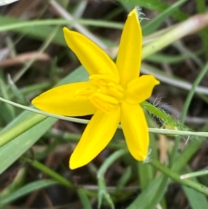 Hypoxis hygrometrica var. villosisepala at Mount Taylor - 24 Feb 2024