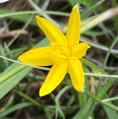 Hypoxis hygrometrica var. villosisepala (Golden Weather-grass) at Kambah, ACT - 23 Feb 2024 by Tapirlord