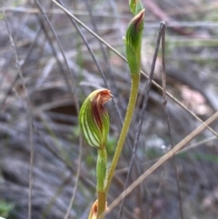Speculantha rubescens (Blushing Tiny Greenhood) at Piney Ridge - 17 Feb 2024 by Tapirlord