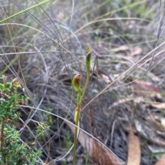 Speculantha rubescens at Denman Prospect 2 Estate Deferred Area (Block 12) - 17 Feb 2024