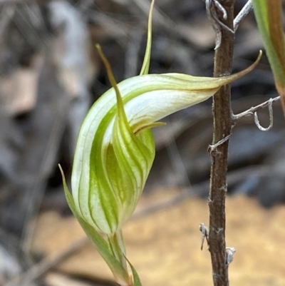 Diplodium reflexum (Dainty Greenhood) at Denman Prospect, ACT - 17 Feb 2024 by Tapirlord