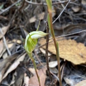 Diplodium reflexum at Denman Prospect 2 Estate Deferred Area (Block 12) - suppressed