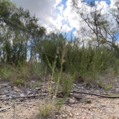 Eragrostis elongata (Clustered Lovegrass) at Denman Prospect, ACT - 17 Feb 2024 by Tapirlord