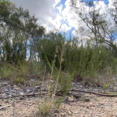 Eragrostis elongata (Clustered Lovegrass) at Denman Prospect 2 Estate Deferred Area (Block 12) - 17 Feb 2024 by Tapirlord