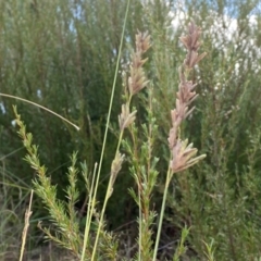 Eragrostis elongata at Bluetts Block (402, 403, 12, 11) - 17 Feb 2024